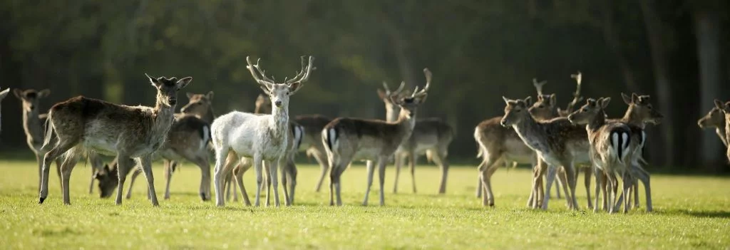 Bolderwood Deer Sanctuary