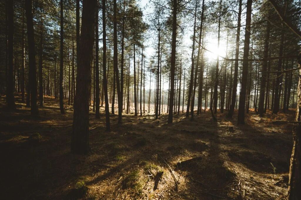 Best Things to Do in New Forest