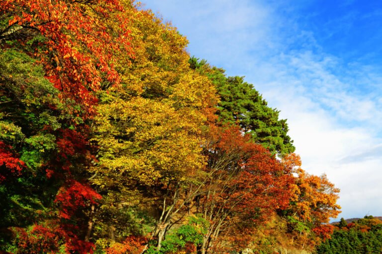 Photo: newforestnpa.gov.uk